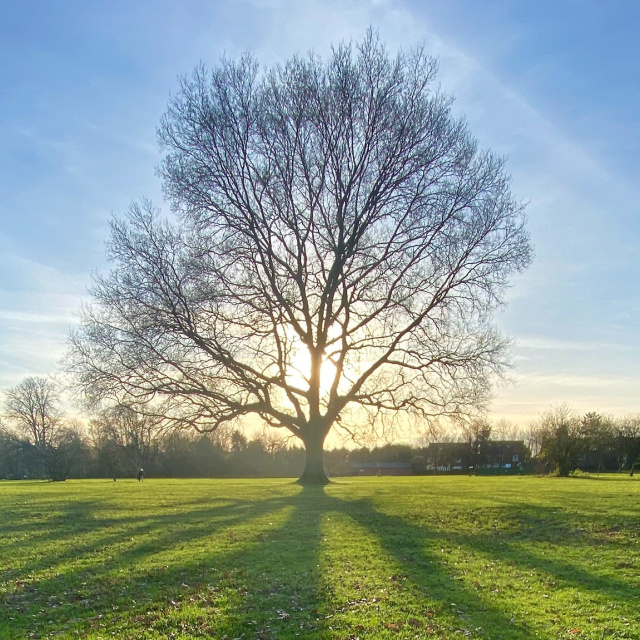 Wayne Smith Interview - Not By Sight Media - Sun behind a tree that is casting shadows on the grass
